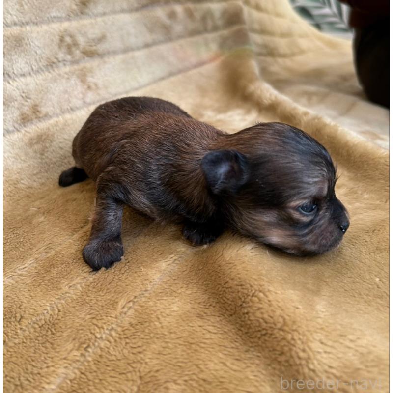 販売中の愛媛県のチワワ(ロングコート)-440144の4枚目