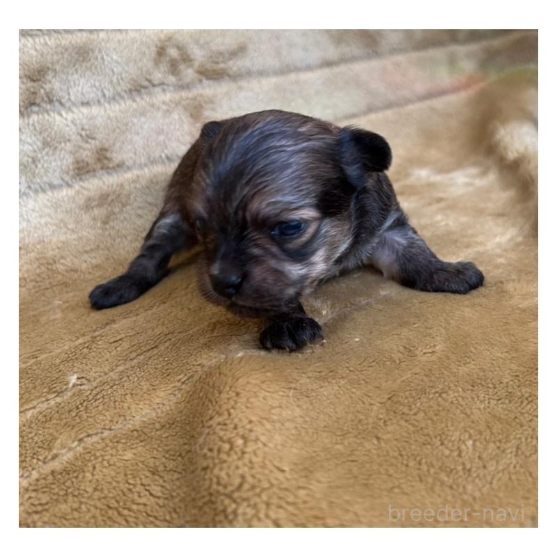 販売中の愛媛県のチワワ(ロングコート)-440144の3枚目