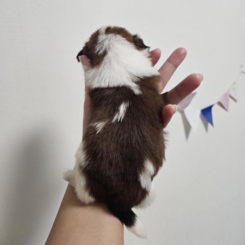 販売中の福岡県のシーズー-440147の2枚目