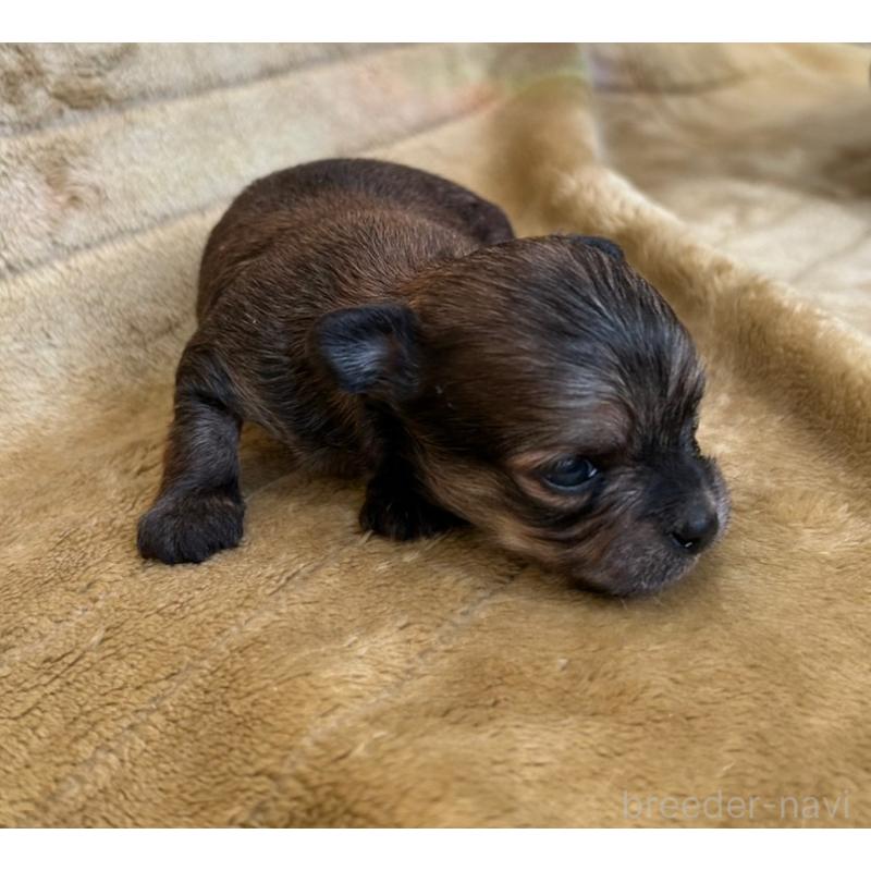 販売中の愛媛県のチワワ(ロングコート)-440144の2枚目