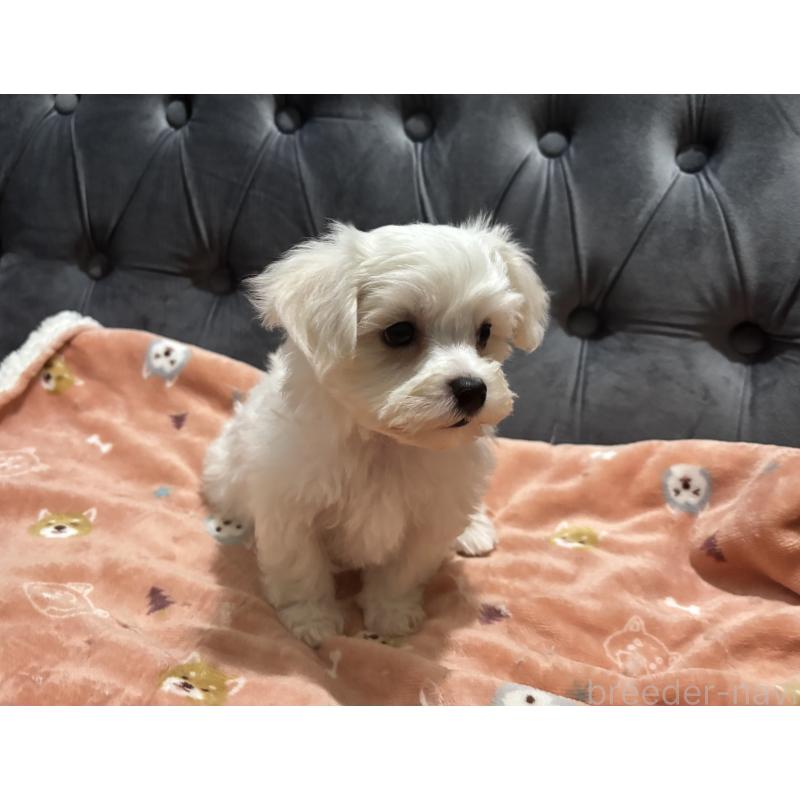 成約済の鹿児島県のミックス犬-434284の10枚目