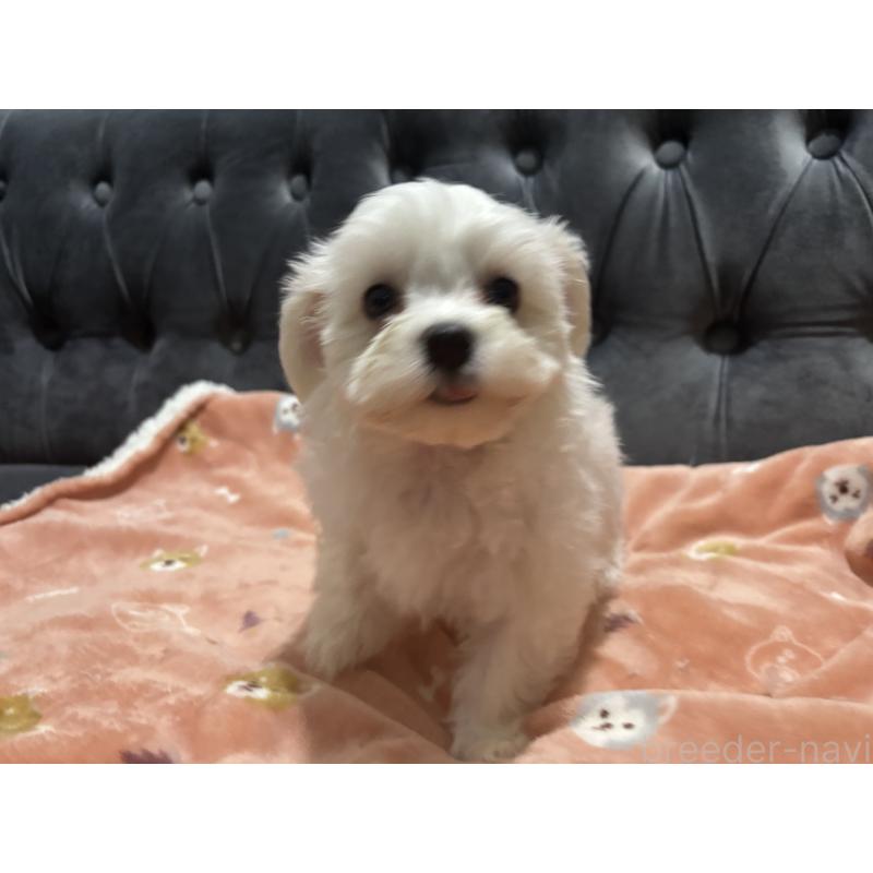 成約済の鹿児島県のミックス犬-434284の8枚目