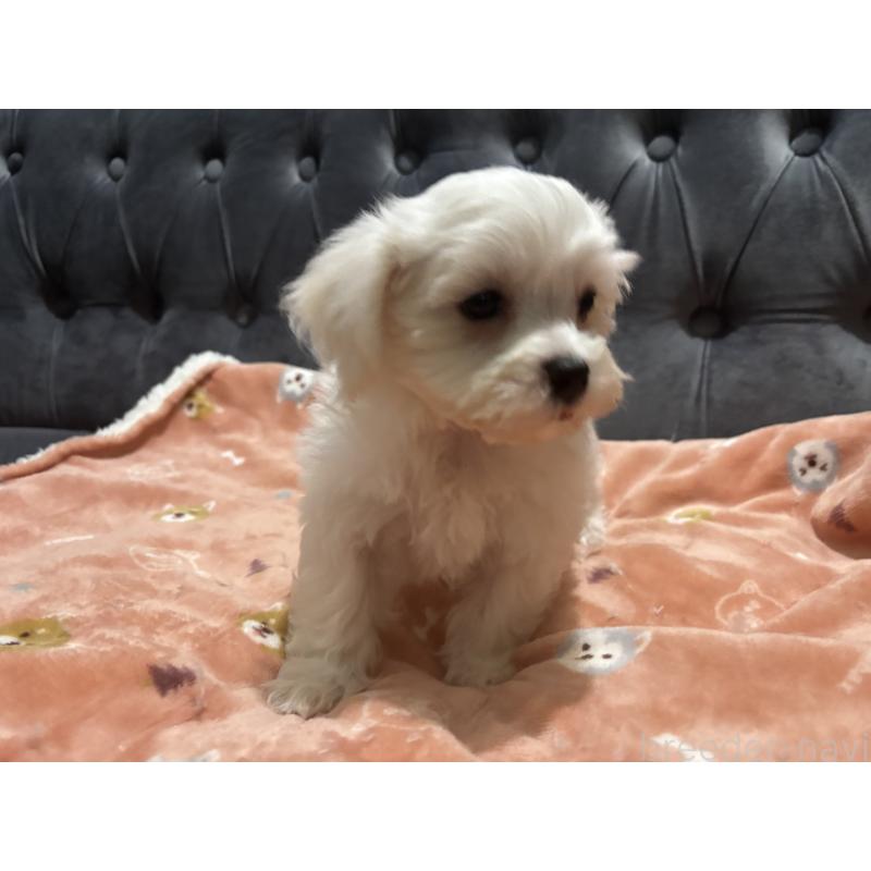 成約済の鹿児島県のミックス犬-434284の7枚目