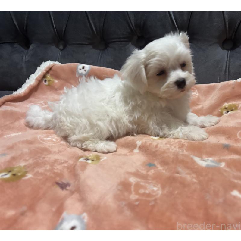 成約済の鹿児島県のミックス犬-434284の6枚目