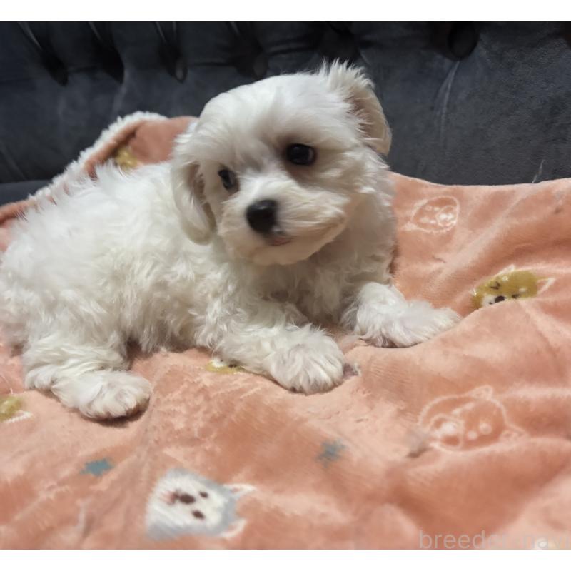 成約済の鹿児島県のミックス犬-434284の4枚目