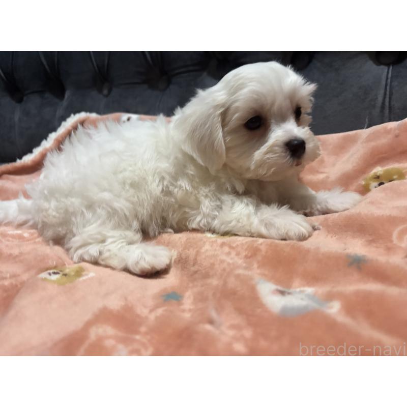 成約済の鹿児島県のミックス犬-434284の3枚目