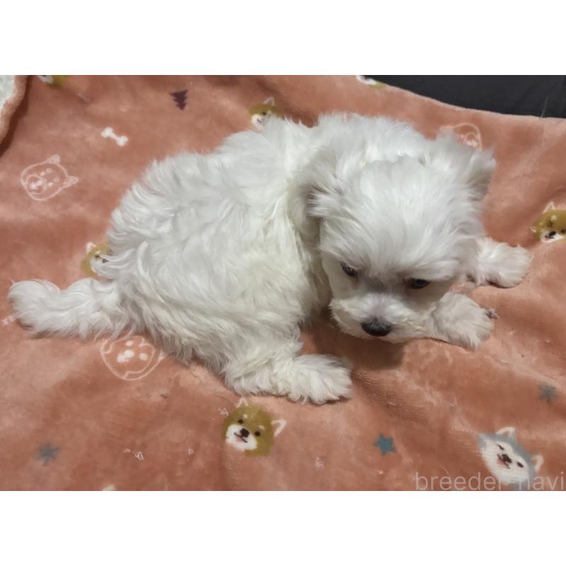 成約済の鹿児島県のミックス犬-434284の2枚目