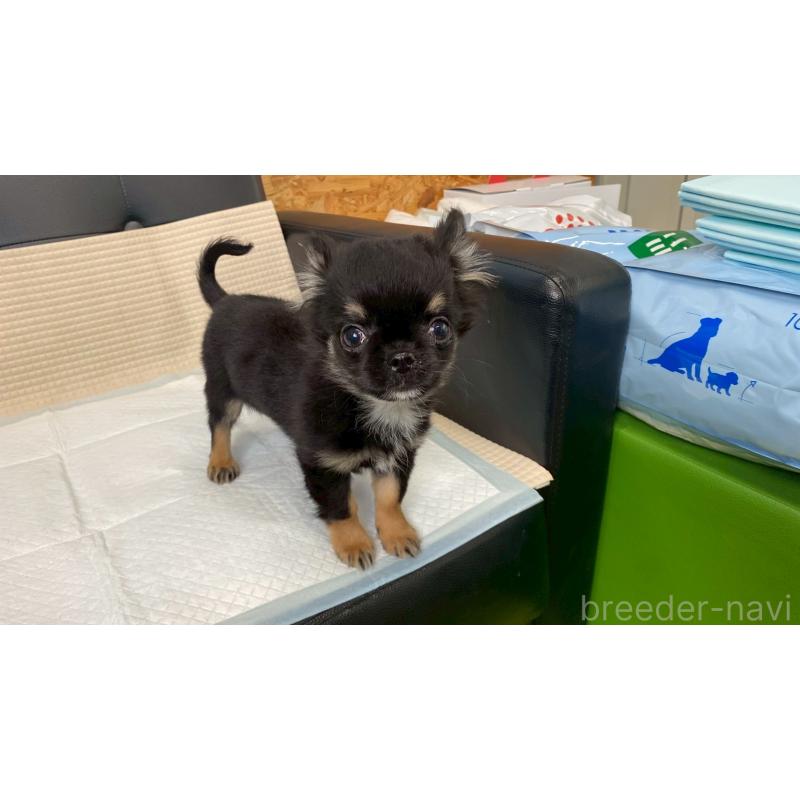 販売中の兵庫県のチワワ(ロングコート)-440146の9枚目