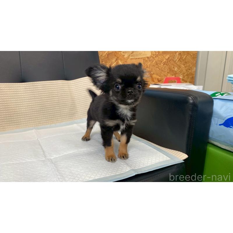 販売中の兵庫県のチワワ(ロングコート)-440146の8枚目