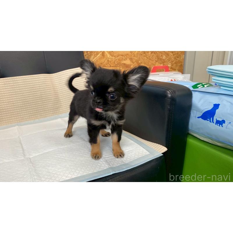 販売中の兵庫県のチワワ(ロングコート)-440146の7枚目