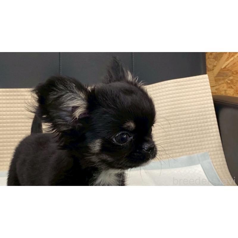 販売中の兵庫県のチワワ(ロングコート)-440146の5枚目