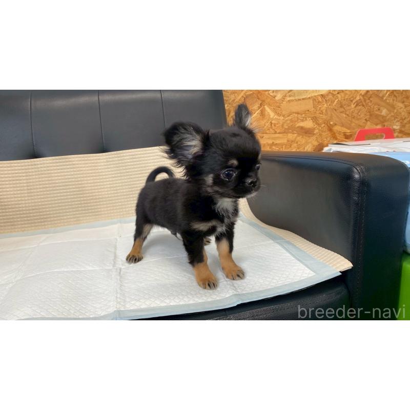 販売中の兵庫県のチワワ(ロングコート)-440146の4枚目