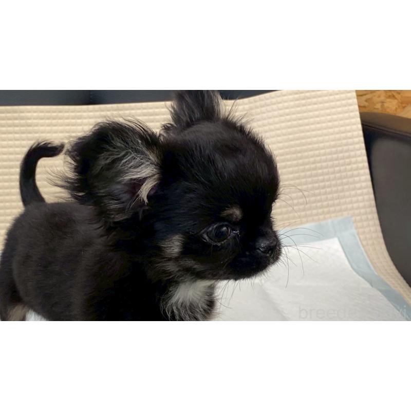 販売中の兵庫県のチワワ(ロングコート)-440146の3枚目