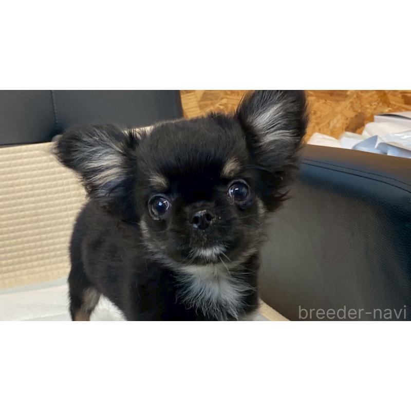 販売中の兵庫県のチワワ(ロングコート)-440146の2枚目