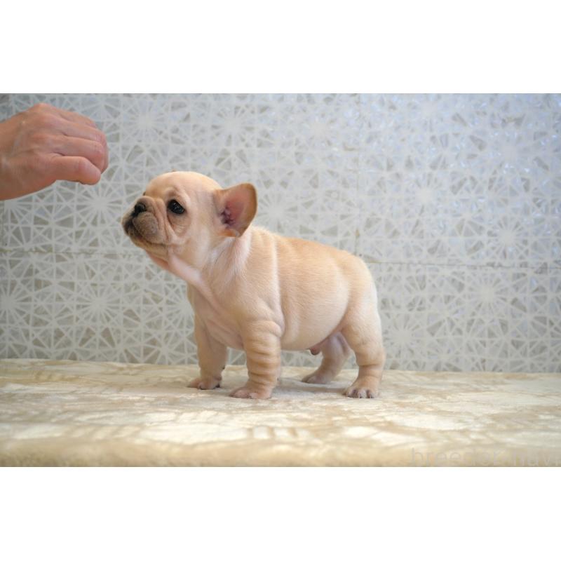 販売中の東京都のフレンチブルドッグ-440149の11枚目