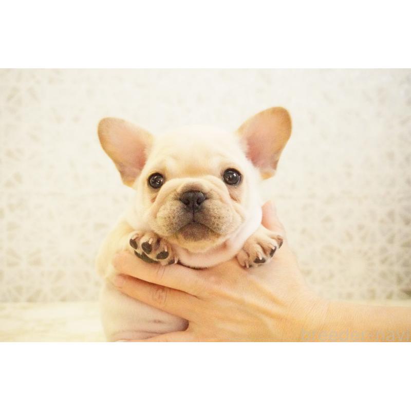 販売中の東京都のフレンチブルドッグ-440149の9枚目