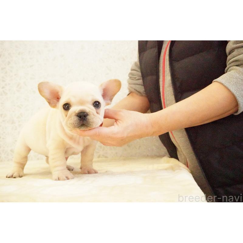 販売中の東京都のフレンチブルドッグ-440149の8枚目