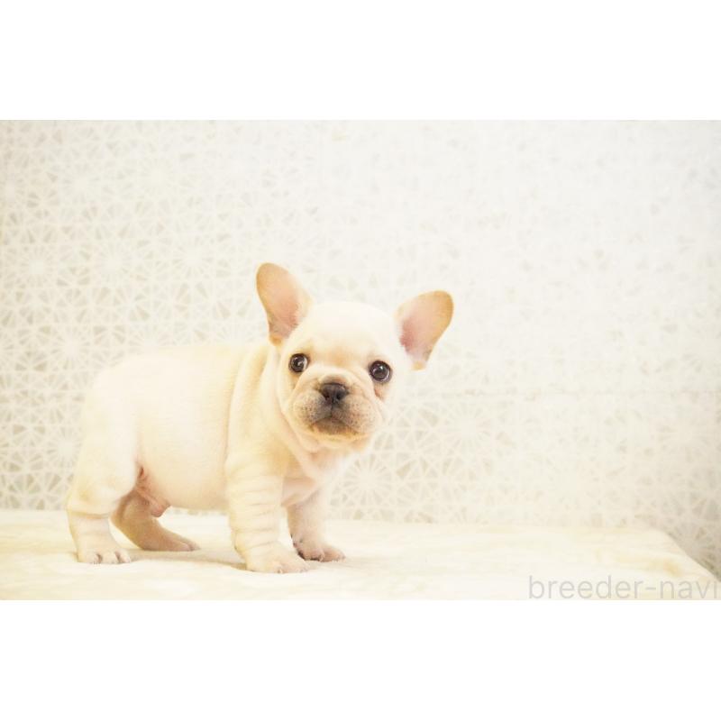 販売中の東京都のフレンチブルドッグ-440149の7枚目