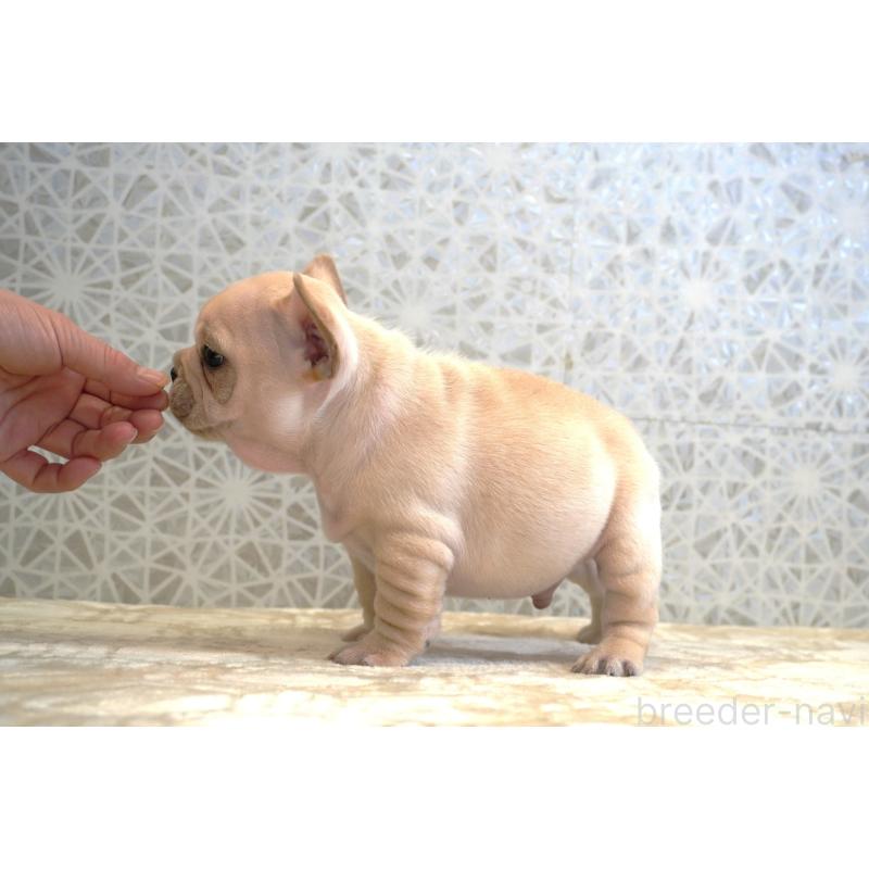 販売中の東京都のフレンチブルドッグ-440149の5枚目