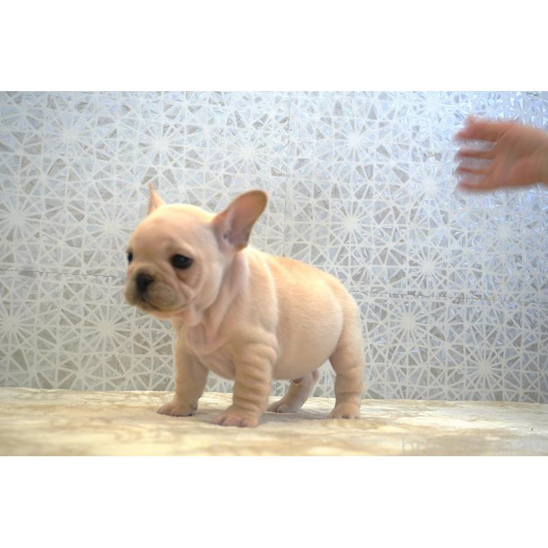 販売中の東京都のフレンチブルドッグ-440149の4枚目