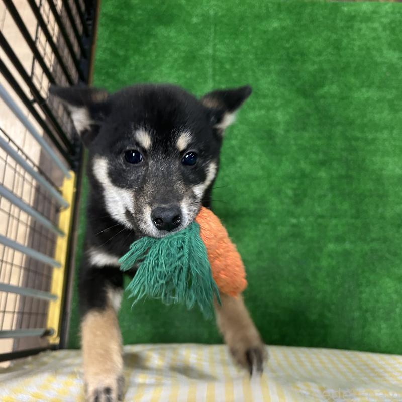 販売中の栃木県の柴犬-427578