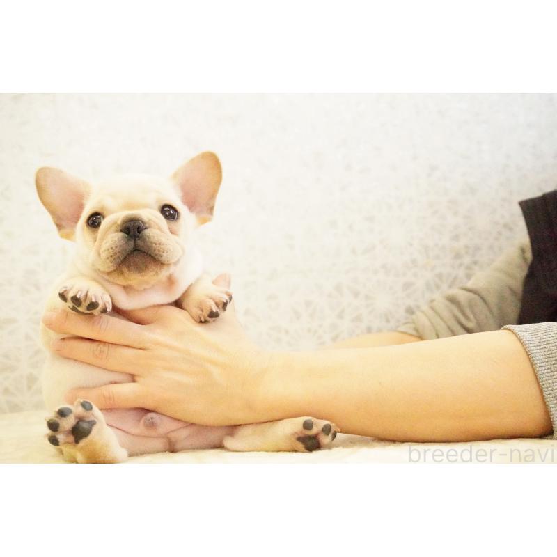 販売中の東京都のフレンチブルドッグ-440149の3枚目