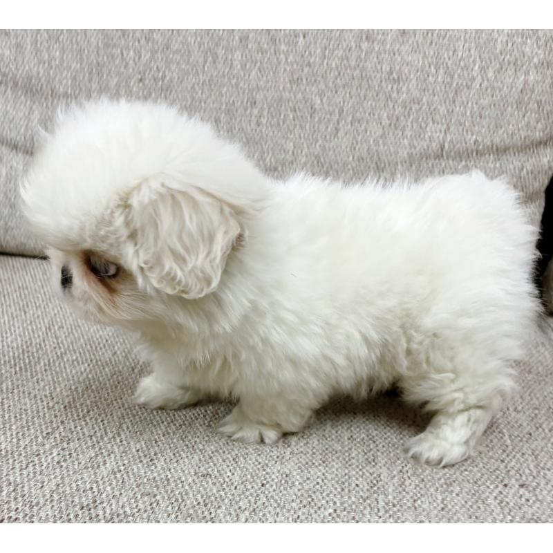 販売中の東京都のペキニーズ-436108の2枚目