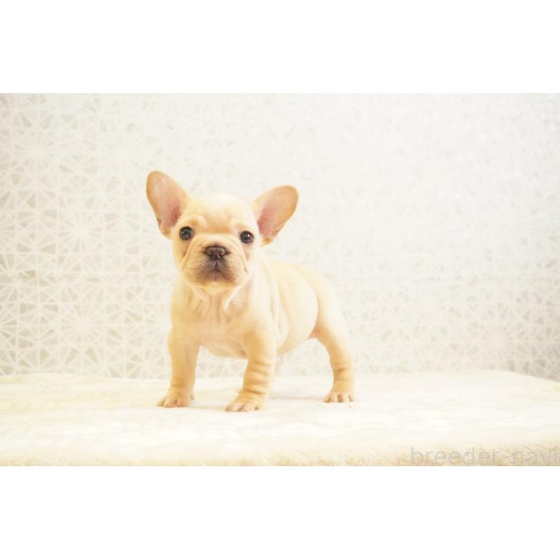 販売中の東京都のフレンチブルドッグ-440150の9枚目