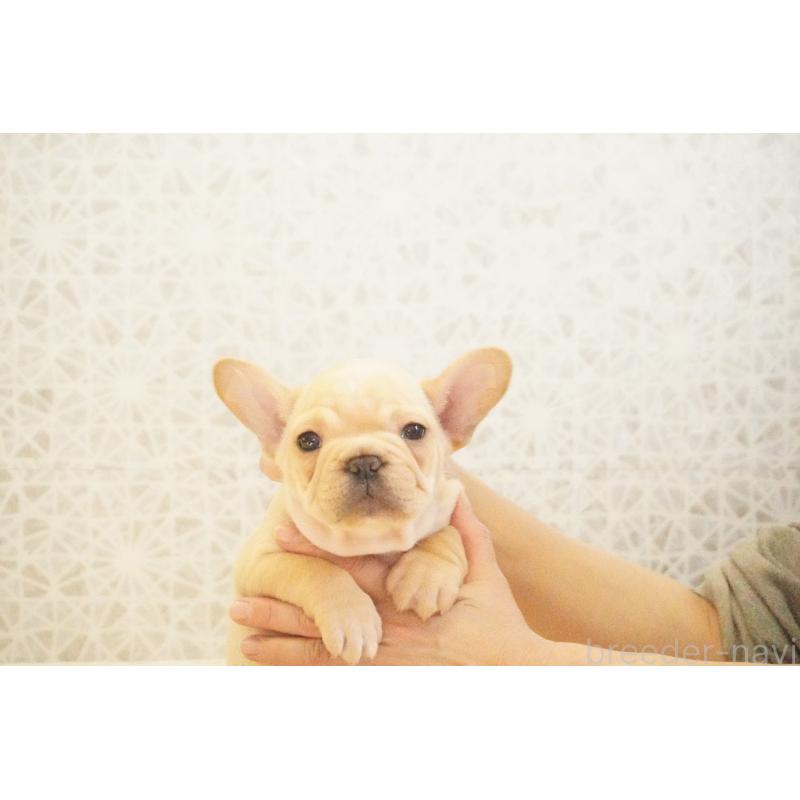 販売中の東京都のフレンチブルドッグ-440150の8枚目