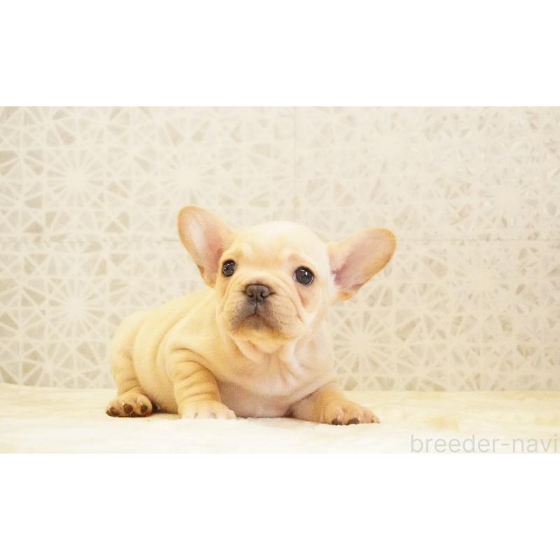 販売中の東京都のフレンチブルドッグ-440150の7枚目
