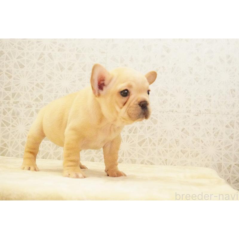 販売中の東京都のフレンチブルドッグ-440150の6枚目