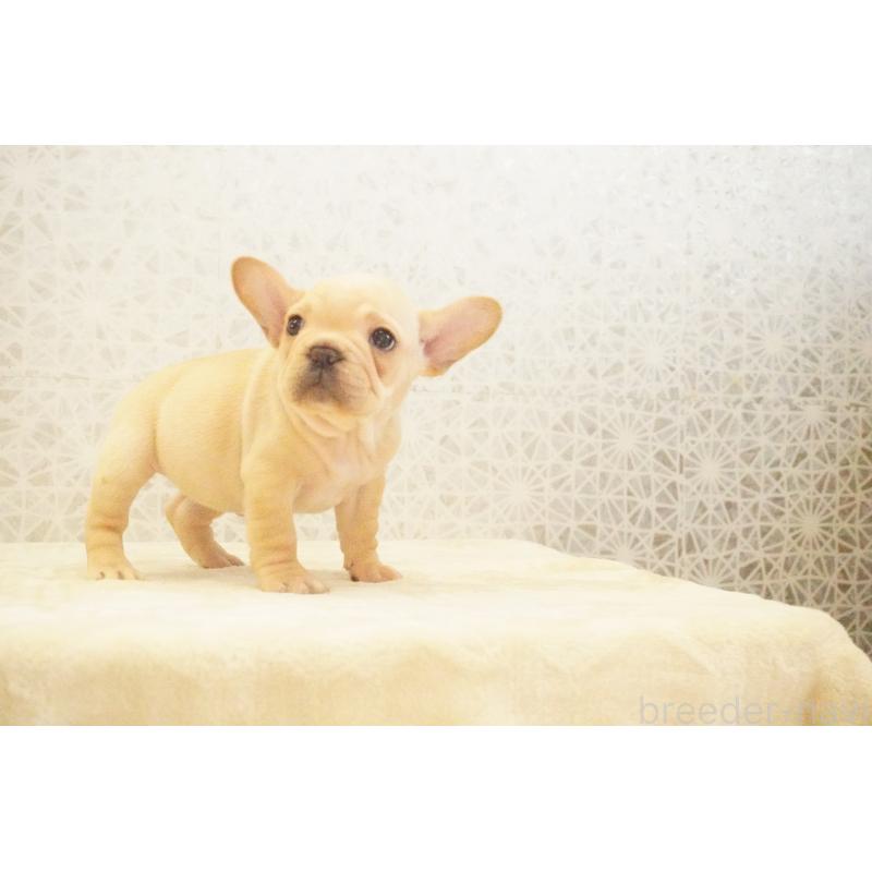 販売中の東京都のフレンチブルドッグ-440150の3枚目