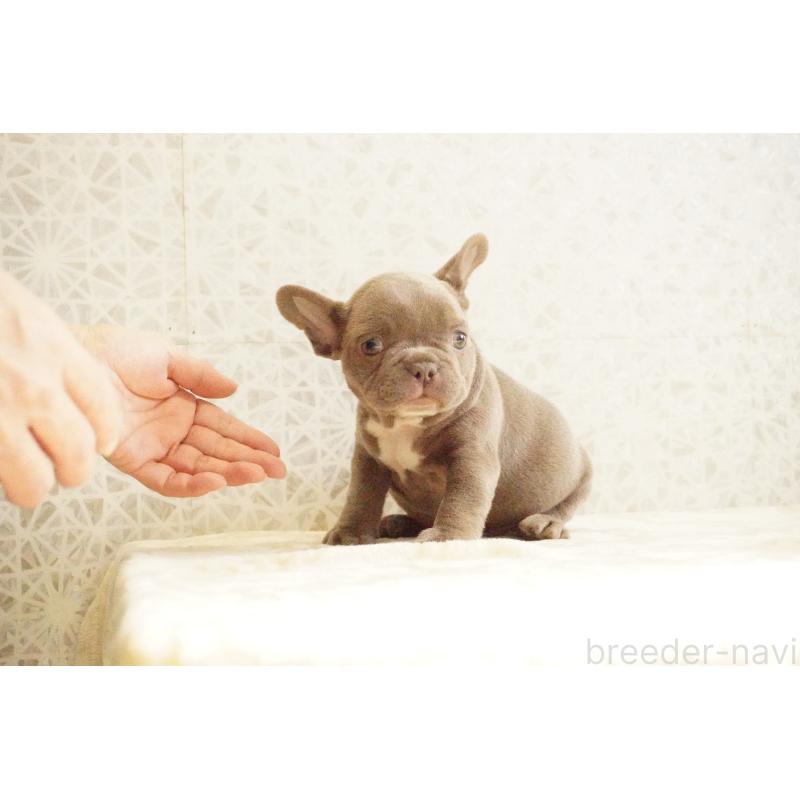 販売中の東京都のフレンチブルドッグ-440151の9枚目