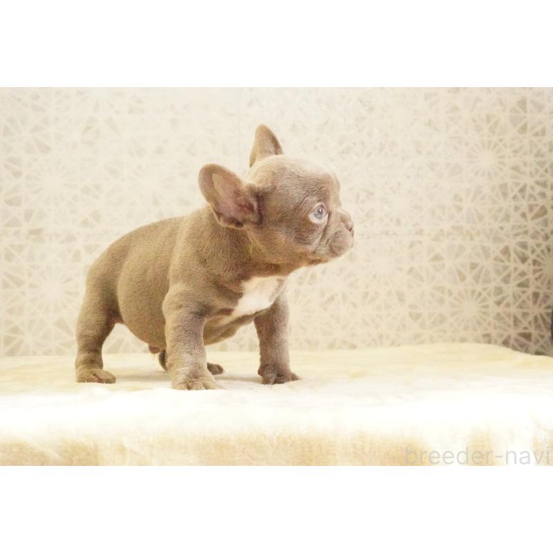 販売中の東京都のフレンチブルドッグ-440151の8枚目
