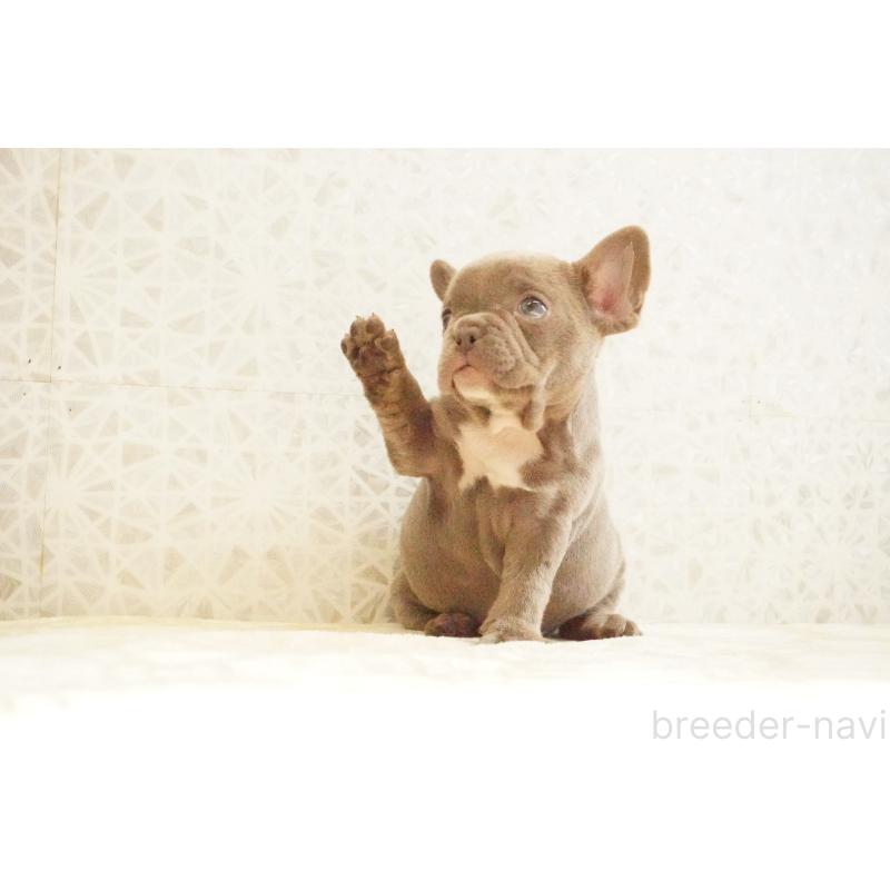 販売中の東京都のフレンチブルドッグ-440151の7枚目