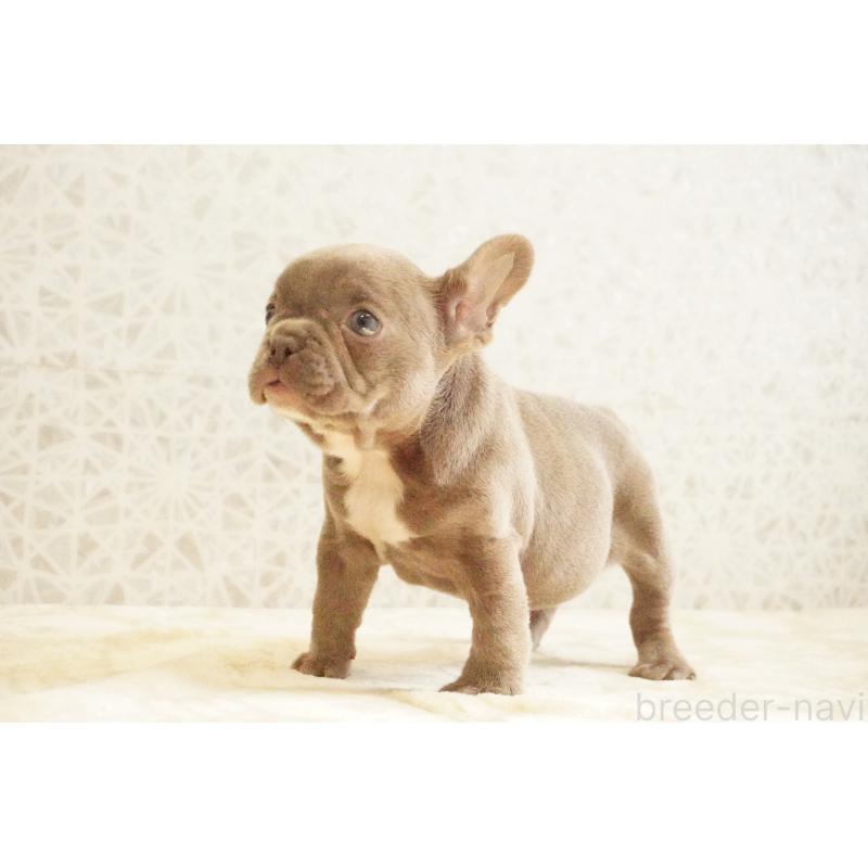 販売中の東京都のフレンチブルドッグ-440151の6枚目