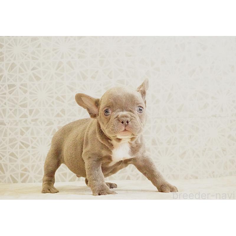 販売中の東京都のフレンチブルドッグ-440151の5枚目