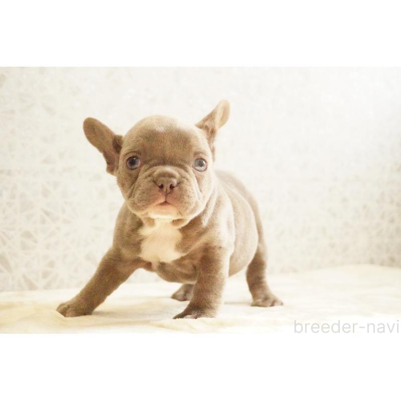 販売中の東京都のフレンチブルドッグ-440151の4枚目