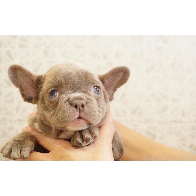 販売中の東京都のフレンチブルドッグ-440151の3枚目