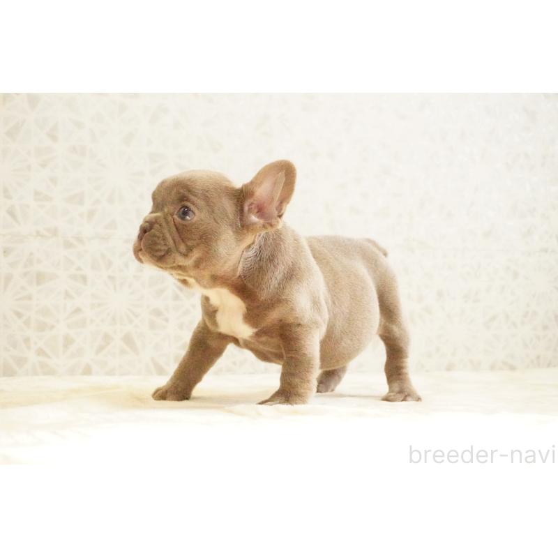 販売中の東京都のフレンチブルドッグ-440151の2枚目