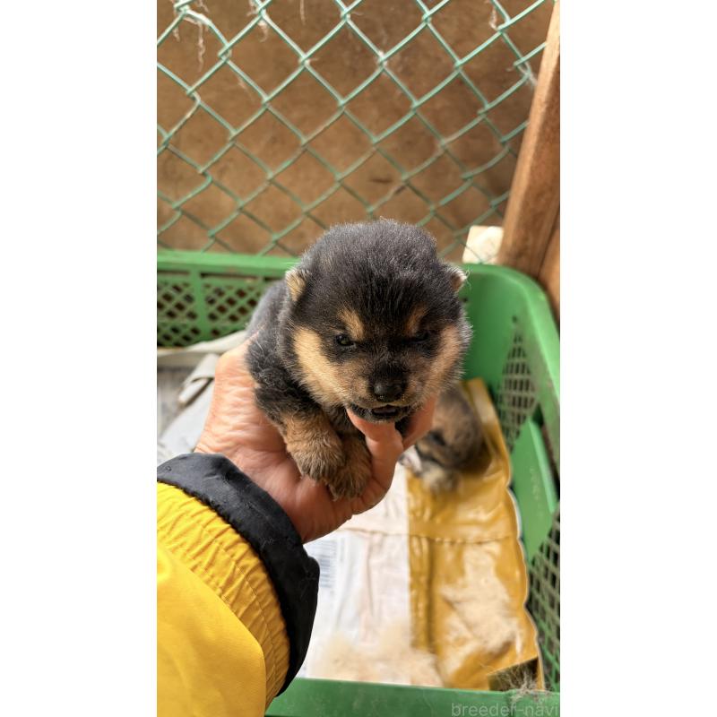 販売中の茨城県の豆柴-440152の2枚目