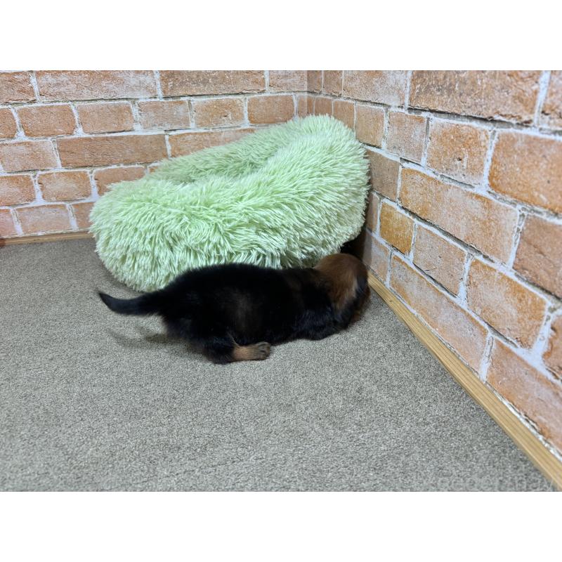 販売中の奈良県のカニンヘンダックスフンド(ロングヘアード)-440154の12枚目