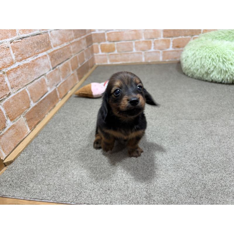 販売中の奈良県のカニンヘンダックスフンド(ロングヘアード)-440154の11枚目