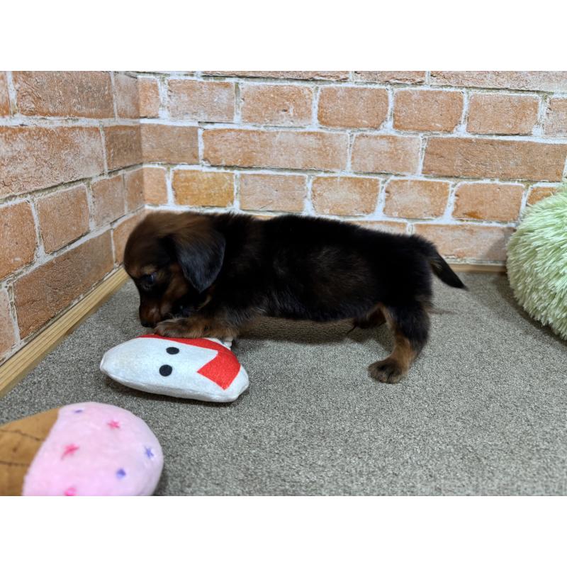 販売中の奈良県のカニンヘンダックスフンド(ロングヘアード)-440154の10枚目