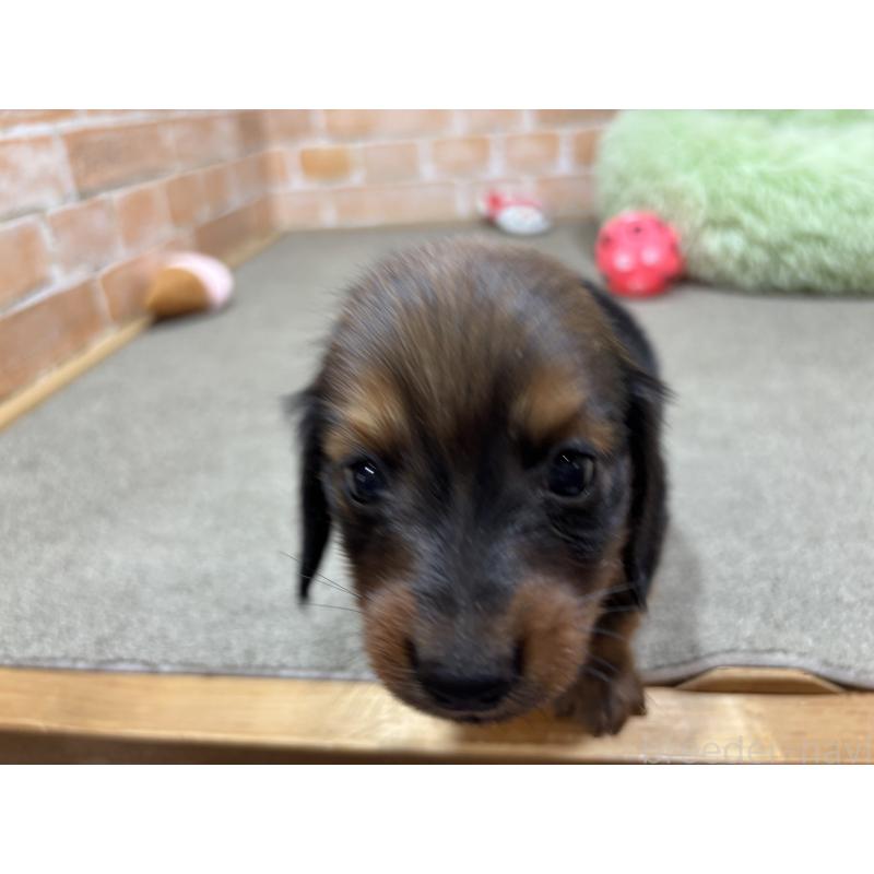 販売中の奈良県のカニンヘンダックスフンド(ロングヘアード)-440154の9枚目