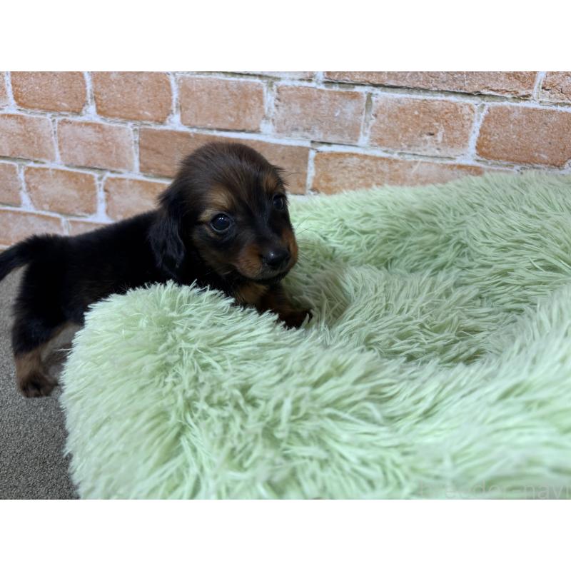 販売中の奈良県のカニンヘンダックスフンド(ロングヘアード)-440154の8枚目