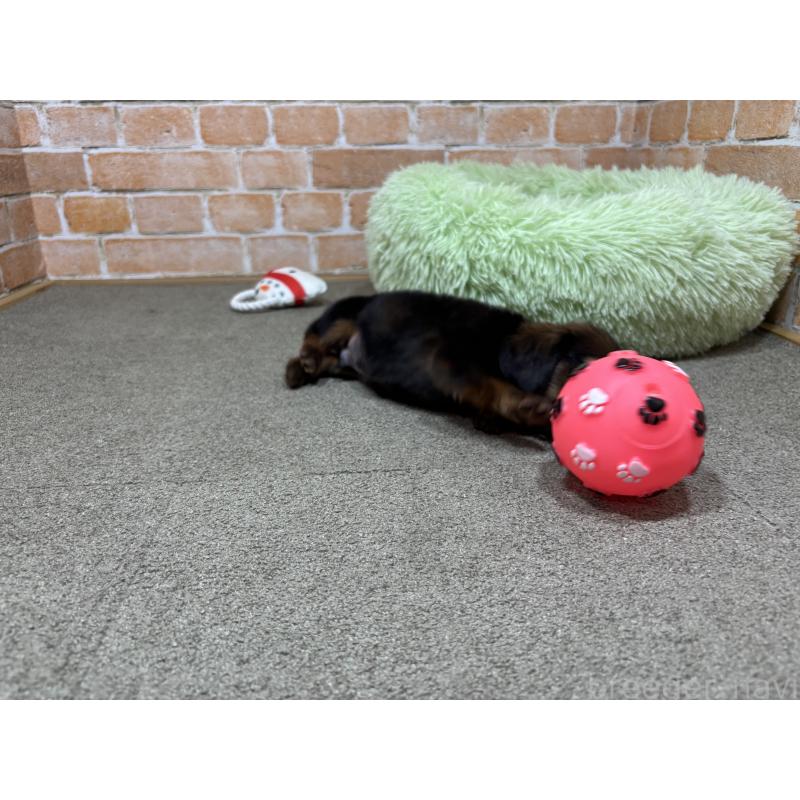 販売中の奈良県のカニンヘンダックスフンド(ロングヘアード)-440154の6枚目