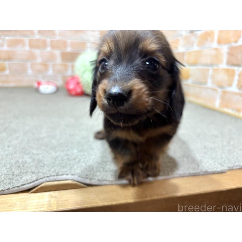 販売中の奈良県のカニンヘンダックスフンド(ロングヘアード)-440154の5枚目