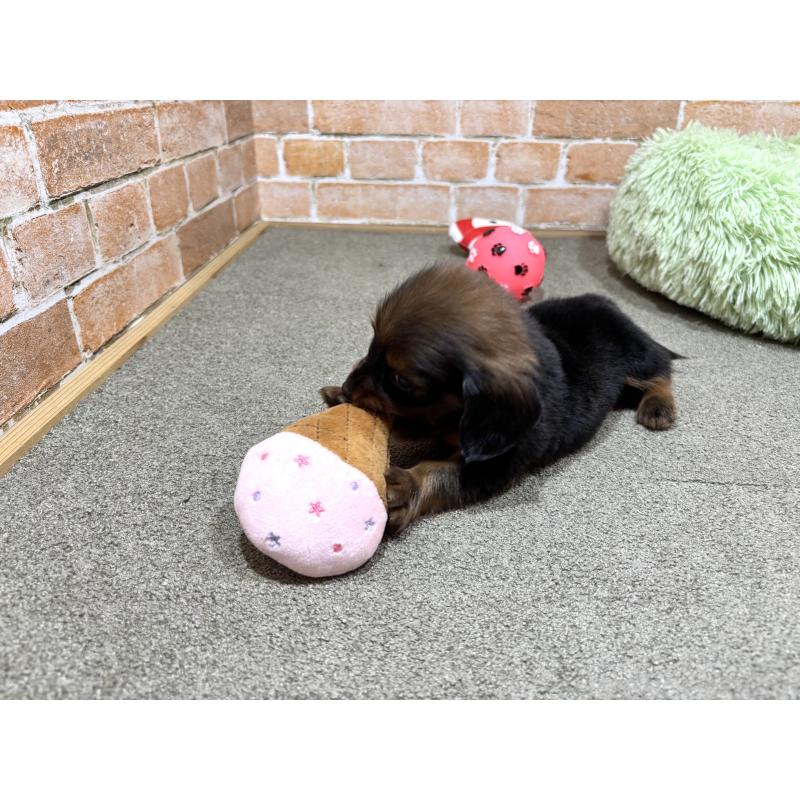 販売中の奈良県のカニンヘンダックスフンド(ロングヘアード)-440154の4枚目