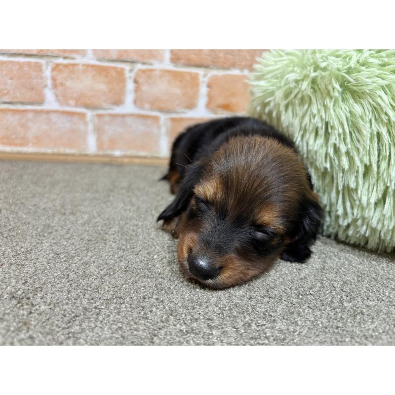 販売中の奈良県のカニンヘンダックスフンド(ロングヘアード)-440154の2枚目